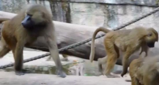 Zoo Cull: Baboons Fed to Lions, Tigers